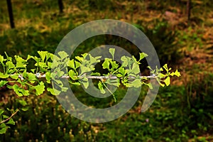 Čerstvé jasne zelené listy ginkgo biloba. Prírodný list textúry pozadia. Vetvy stromu ginka v Nitre na Slovensku. latinčina