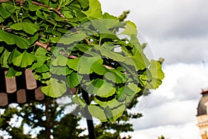 Fresh bright green leaves of ginkgo biloba. Natural leaf texture background. Branches of a ginkgo tree in Nitra in Slovakia. Latin