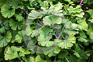 Fresh bright green leaves of ginkgo biloba. Natural leaf texture background. Branches of a ginkgo tree in Nitra in Slovakia. Latin