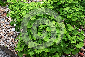 Čerstvé jasně zelené listy ginkgo biloba. Přírodní list textury pozadí. Větve stromu ginkgo v Nitře na Slovensku. latina