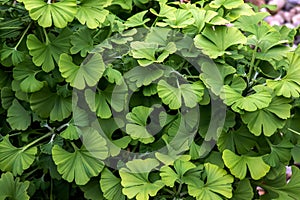 Fresh bright green leaves of ginkgo biloba. Natural leaf texture background. Branches of a ginkgo tree in Nitra in Slovakia. Latin