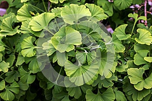 Fresh bright green leaves of ginkgo biloba. Natural leaf texture background. Branches of a ginkgo tree in Nitra in Slovakia. Latin