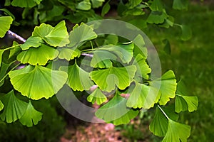 Fresh bright green leaves of ginkgo biloba. Natural leaf texture background. Branches of a ginkgo tree in Nitra in Slovakia. Latin