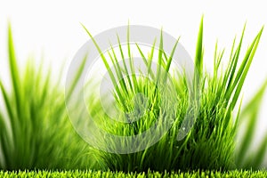 Fresh and bright green spring grass on white background