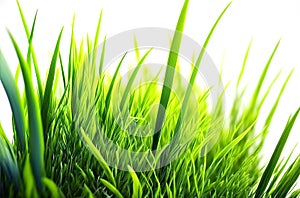 Fresh and bright green spring grass on white background