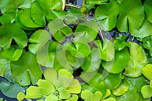 Fresh bright green water lily and water lettuce leaves growing above water background in tropical garden