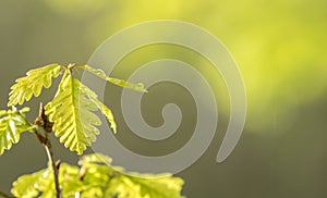 Fresh bright oak leaf, spring sprout in the woods. Green, vibrant background