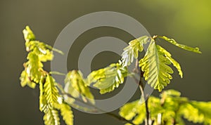 Fresh bright oak leaf, spring sprout in the woods. Green, vibrant background