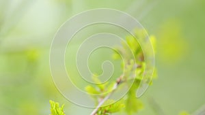 Fresh bright oak leaf, spring sprout in the woods. Light green leaves of a young oak. Close up.