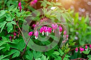 Fresh bright pink bleeding heart Dicentra Spectabilis blossoming flowers on green leaves background in the garden in spring.