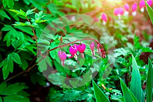 Fresh bright pink bleeding heart Dicentra Spectabilis blossoming flowers on green leaves background in the garden in spring.