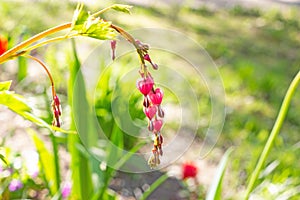 Fresh bright pink bleeding heart Dicentra Spectabilis blossoming flowers on green leaves background in the garden in spring.