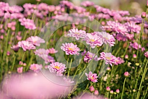 Fresh bright Pink chrysanthemums in autumn garden. Close uppink chrysanthemums. Pink flowers concept