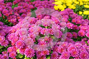 Fresh bright pink chrysanthemums Cherry lace bushes in autumn garden