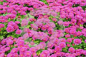 Fresh bright pink chrysanthemums Cherry lace bushes in autumn garden