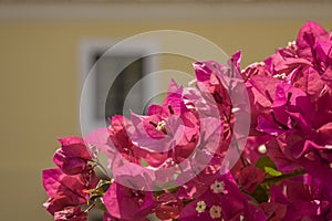 Fresh bright pink tropical flowers close-up on a branch with green leaves on a blurred background of a yellow house wall with a