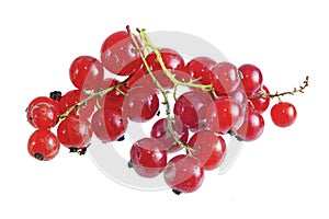 Fresh bright red currant sprig