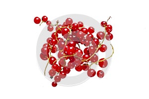 Fresh bright red currant sprig