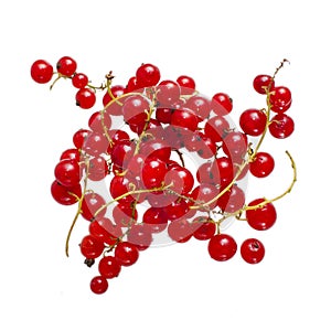 Fresh bright red currant sprig