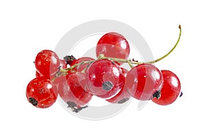 Fresh bright red currant sprig