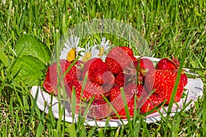 Fresh bright red strawberry berries are on a white plate in the green grass