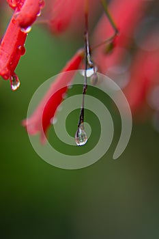 Fresh bright red tropical flowers after rain with big falling water drop and reflection inside on lush green blur background.