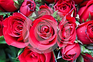 Fresh bright  rose flower red petal blooming with water drop and green leaf top view for natural background