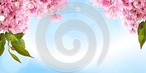 Fresh bright spring background design with cherry blossom flowers and leaves