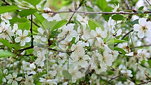 Fresh bright white flowers of blossoming cherry on green leaves background