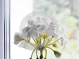 fresh bright white geranium flowers in a pot on the windowsill