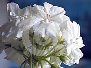 fresh bright white geranium flowers in a pot on the windowsill