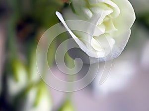 fresh bright white geranium flowers in a pot on the windowsill