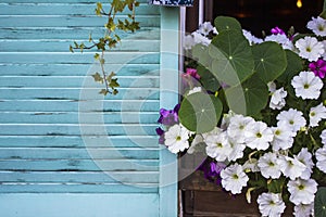 Fresh bright white and purple flowers in the window against the background of an open blue wooden casement