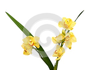 Fresh bright yellow orchid.