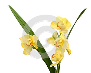 Fresh bright yellow orchid.