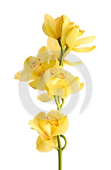 Fresh bright yellow orchid.