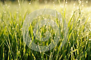 Fresh brightly green weed with morning dew drops