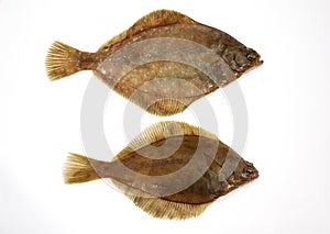 FRESH BRILL AGAINST WHITE BACKGROUND