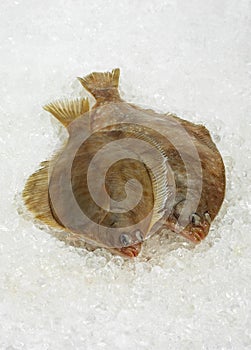 FRESH BRILL scophthalmus rhombus ON ICE