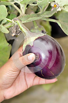 Fresh brinjal