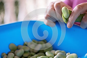 Fresh Broad Beans Are Peeled From The Baggello And Are Collected In A Bowl