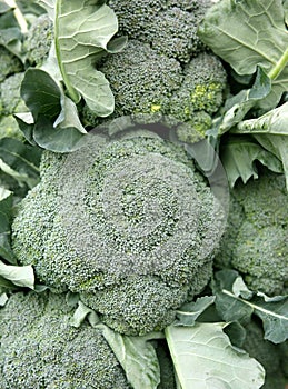 Fresh broccoli