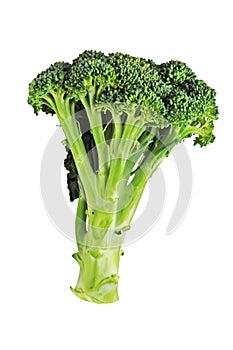 Fresh Broccoli Isolated