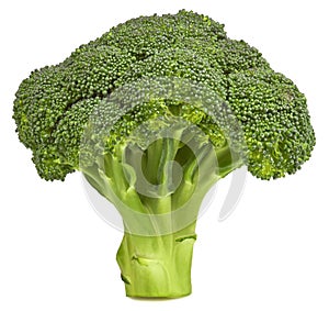 Fresh broccoli isolated