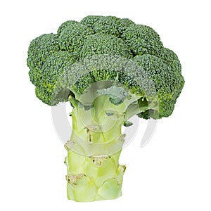 Fresh broccoli isolated on white background. Healthy organic food