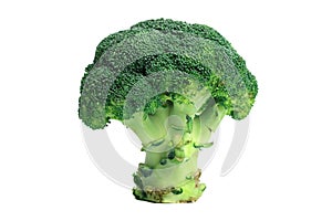 Fresh broccoli isolated on white, healthy food