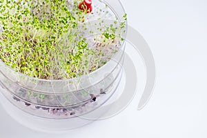 fresh broccoli sprouts in a transparent sprouter
