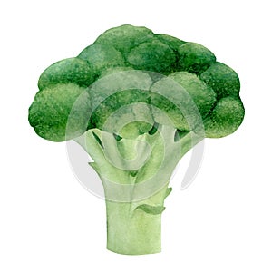 Fresh broccoli watercolor botanical illustration