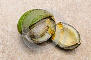 Fresh broken Hickory Nut