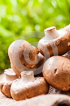 Fresh brown Agaricus mushrooms